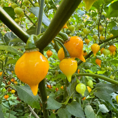 Biquinho Yellow - Seeds - The Pepper Pantry (Formerly Marie Sharp's)